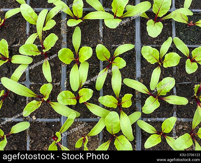 Newly germinated beetroot seedlings growing in modules