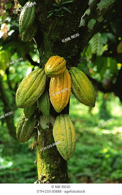 Cacao fruit, Bukidnon, Philippines