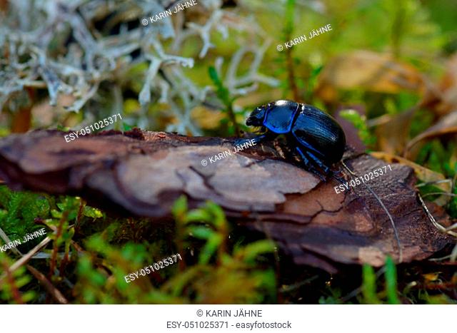 Earth-boring dung beetles in the forest