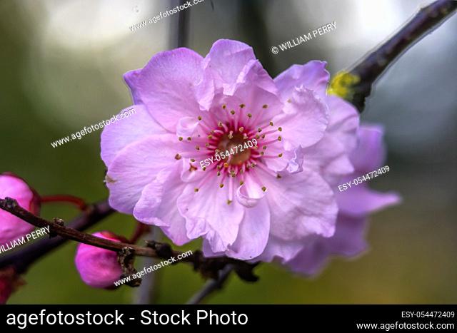 Pink Peach Blossom Flowering Fruit Tree Macro Bellevue Washington State