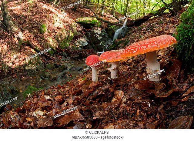 Aveto valley, Genoa, Italy, Europe, Amanita muscaria mushroom in a woodland in autumn, A big group near a creek