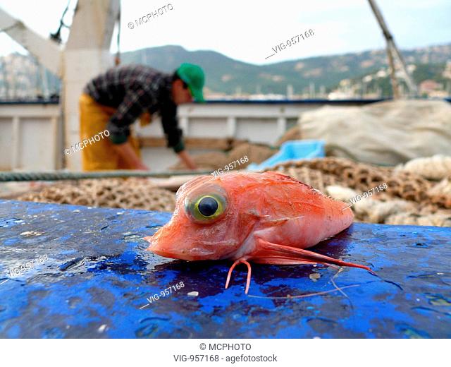 tub gurnard, sapphirine gurnard (Trigla lucerna, Chelidonichthys lucerna), bycatch on a fishing boat in harbour, Spain, Majorca, Puerto Andratx - Puerto Andratx