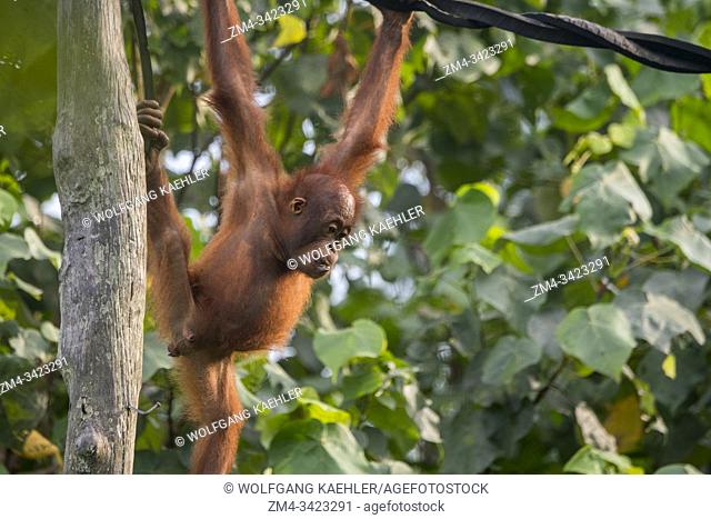 A playful 2 year old baby boy Orangutan (Pongo pygmaeus) on an Orangutan Island (designed to help the orangutans in their rehabilitation) at Samboja near...