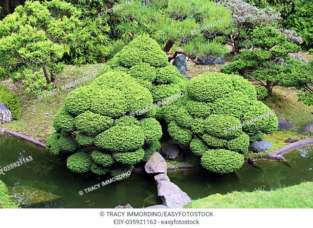 Looking down on a landscaped Japanese garden with a pond, bamboo, evergreens and sculpted shrubs in California, USA