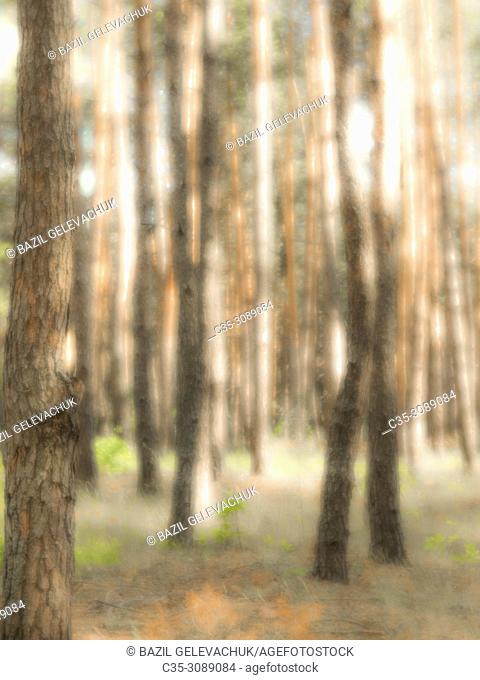 Forest and light spots photographed with a monocle
