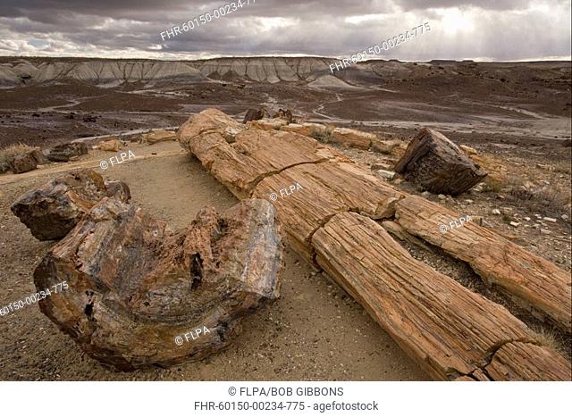 Fossil tree trunks, mainly Araucarioxylon and Woodworthia, in Chinle layer, Triassic era, Petrified Forest N P , Arizona, U S A