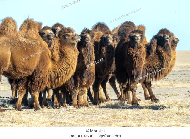 Asie, Mongolie, Est de la Mongolie, Steppe, Chameau de Bactriane (Camelus bactrianus)/ Asia, Mongolia, East Mongolia, Steppe area