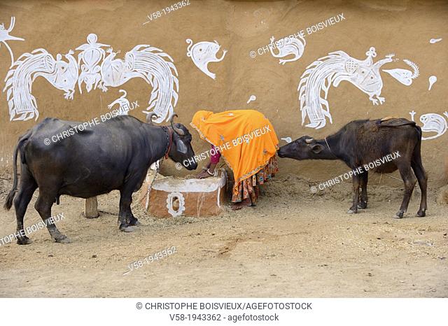 India, Rajasthan, Tonk region, Farmer feeding buffaloes