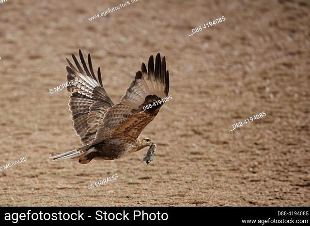 Asia, Mongolia, Eastern Mongolia, Steppe, Chinese Hawk (Buteo hemilasius), in flight with a prey ( Vole)