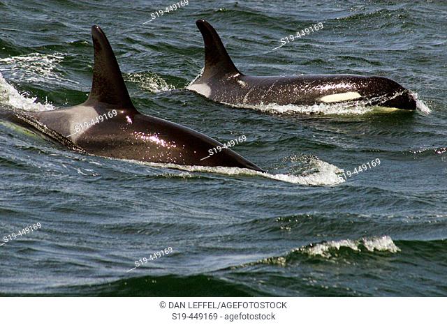 Killer Whales, Puget Sound, San Juan island, Washington, USA