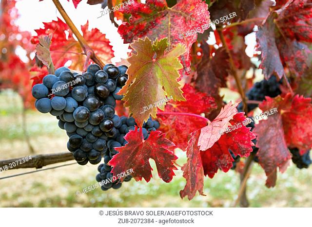 These are the last days of harvest in the Rioja region, the leaves on the vines are they changing its color to yellow and red tones