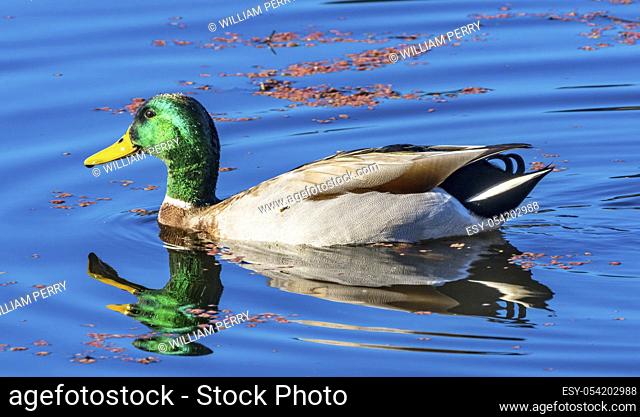 Green Mallard Duck Red Algae Juanita Bay Park Lake Washington Kirkland Washiington