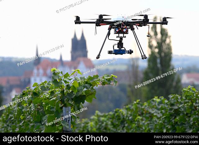 23 September 2020, Saxony, Meißen: A Hexakopter XR6 by Geo-Konzept flies over a vineyard in front of the Albrechtsburg with the cathedral on the occasion of a...