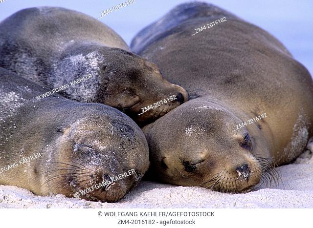 ECUADOR, GALAPAGOS ISLANDS, HOOD ISLAND (ESPANOLA ISLAND), GARDNER BAY, GALAPAGOS SEA LIONS SLEEPING ON BEACH