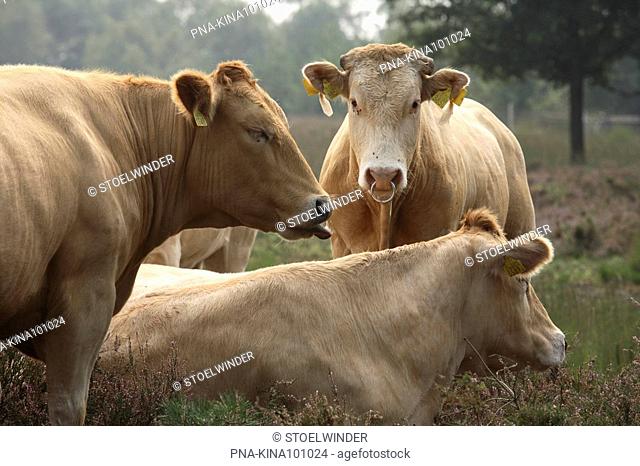 Cow Bos domesticus - Strabrechtse Heide, Heeze, Campine, North Brabant, The Netherlands, Holland, Europe