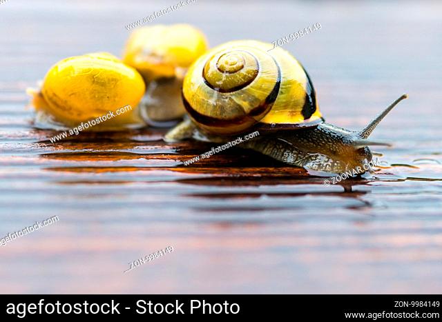 snail train on the wet terrace - shallow depth of field