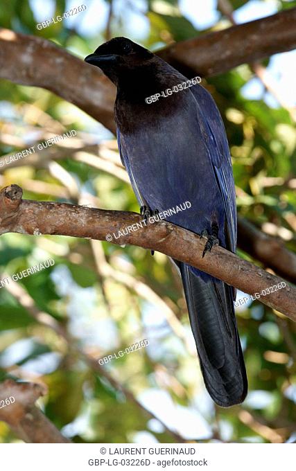 Ave, Crow-gray, Pantanal, Mato Grosso do Sul, Brazil