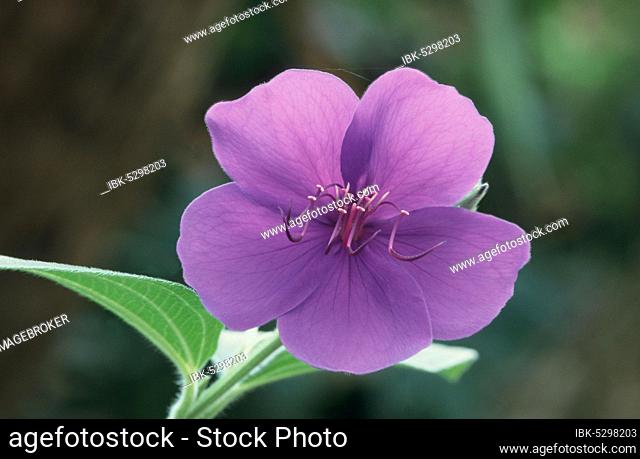 Princess flower (Tibouchina granulosa), Violet tree, Tropical violet shrub, Melastomataceae