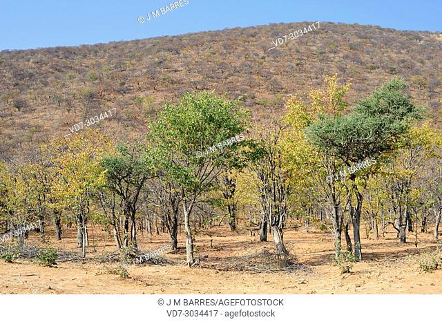 Mopane or butterfly tree (Colophospermum mopane) is a tree native to southern Africa. Its wood is very hard. This photo was taken in Kaokoland, Kunene Region