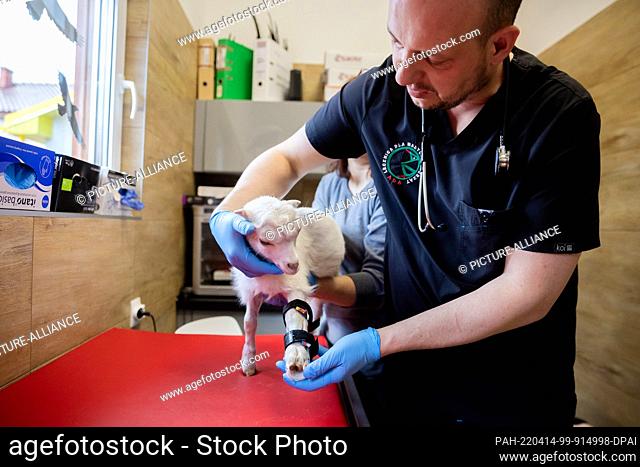 PRODUCTION - 12 April 2022, Poland, Przemysl: Radoslaw Fedaczynski, veterinarian, puts a splint on Sasha, a one-month-old billy goat