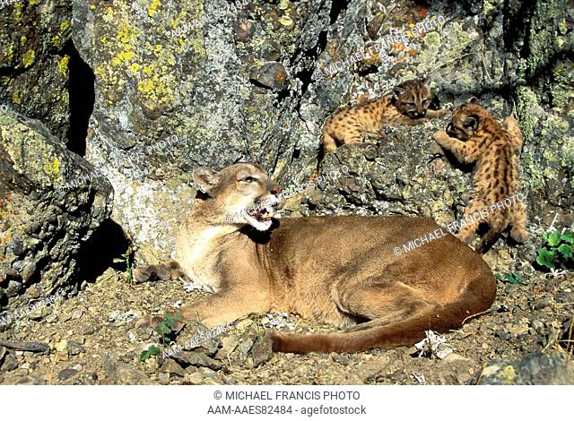 Mountain Lion 'Cougar' or 'Puma' (Felis concolor), female with young spotted cubs Animals of Montana Bozeman Montana
