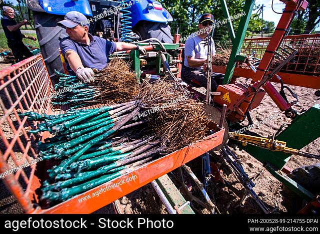 27 May 2020, Mecklenburg-Western Pomerania, Rattey: Using a special machine, employees of a vineyard school in Rhineland-Palatinate bring vines into the soil of...
