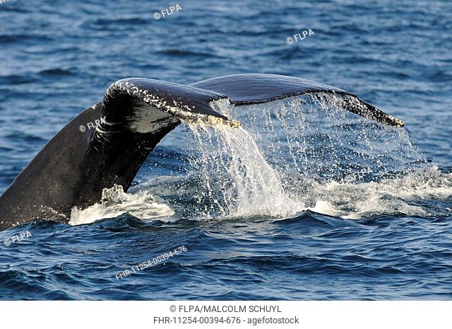 Humpback Whale Megaptera novaeangliae adult, with tail fluke raised, preparing to dive, Baja California, Mexico