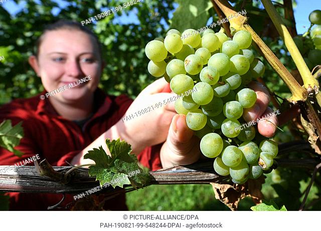 21 August 2019, Baden-Wuerttemberg, Offenburg: Wine Princess Lea Haas harvests grapes of the ""Findling"" variety. In Ortenau and at Kaiserstuhl the winegrowers...