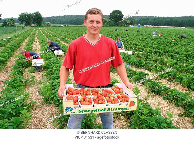 GERMANY, LOWER SAXONY, NEETZE, 05.06.2007, Harvest of strawberries in Germany by Polish seasonal worker. - NEETZE, GERMANY, 05/06/2007