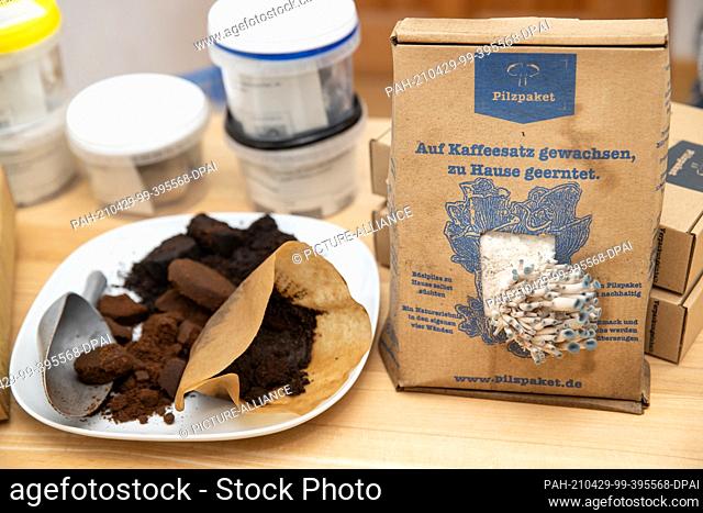 19 April 2021, Bavaria, Nuremberg: Pigeon blue oyster mushrooms grow from a mushroom growing set by Ralph Haydl - a mushroom substrate consisting of coffee...