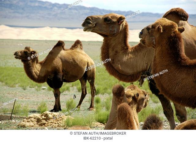 Herd of Baktrian camels in Gobi Desert Khongoryn Els Gurvan Saikhan National Park Mongolia