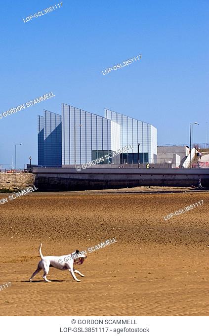 England, Kent, Margate. A dog running on Margate beach with the Turner Contemporary arts gallery in the background