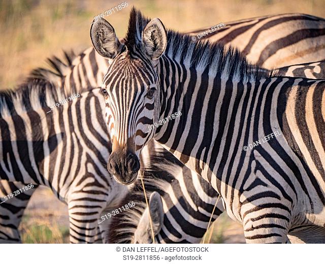 Botswana. Zebra