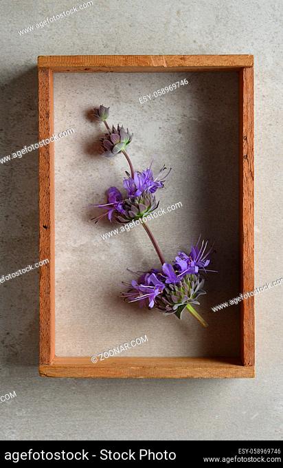 Salvia purple sage flowers still life in a shadow box frame on a gray background