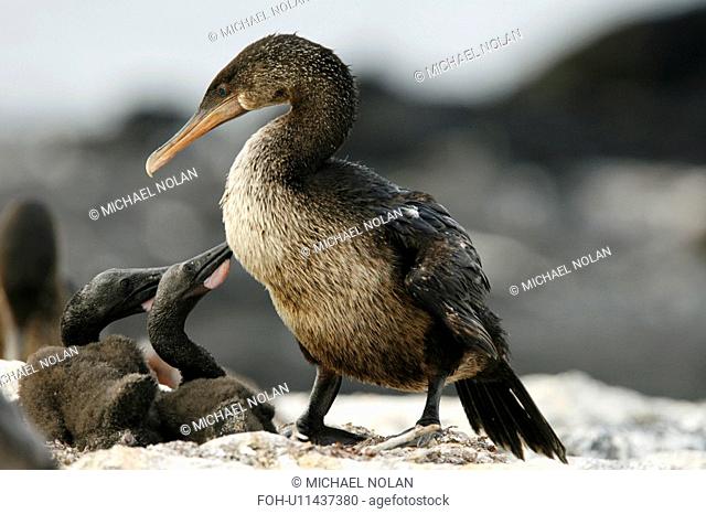 Flightless cormorant Nannopterum harrisi parent with two chicks in the Galapagos Island Group, Ecuador. This Galapagos endemic cormorant has lost the ability to...