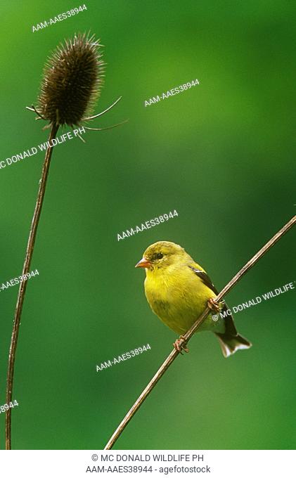 American Goldfinch (Carduelis tristis), PA, female