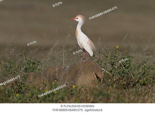 Cattle Egret in courtship colours/ plumage standing on a sheep