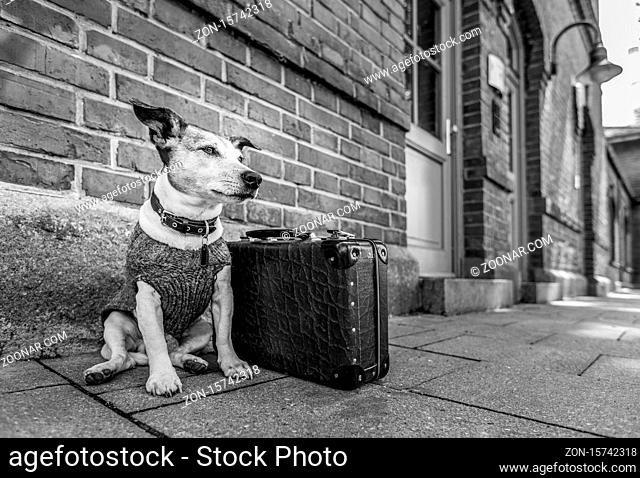 Jack russell dog abandoned and left all alone on the road or street, with luggage bag , begging to be adopted