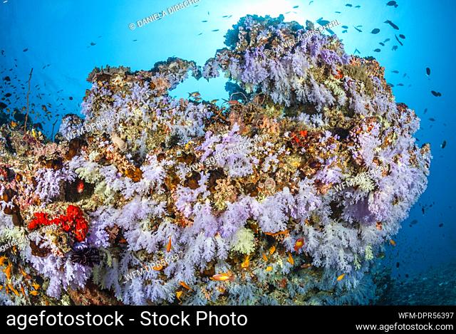 Colored Coral Reef, Ari Atoll, Indian Ocean, Maldives