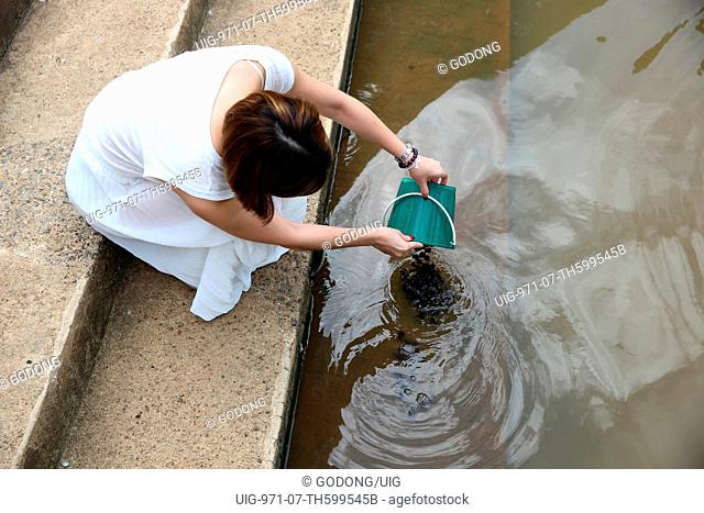 Woman releasing fish in the Ping river next to Wat Chai Mongkhon temple
