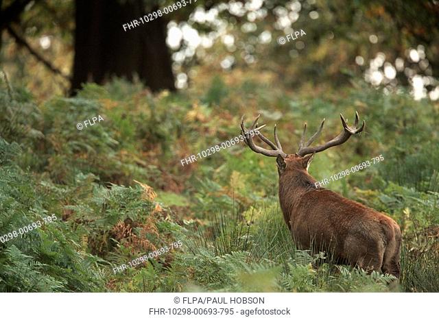 Red Deer Cervus elaphus stag, standing amongst bracken, during rutting season, Bradgate Park, Leicestershire, England