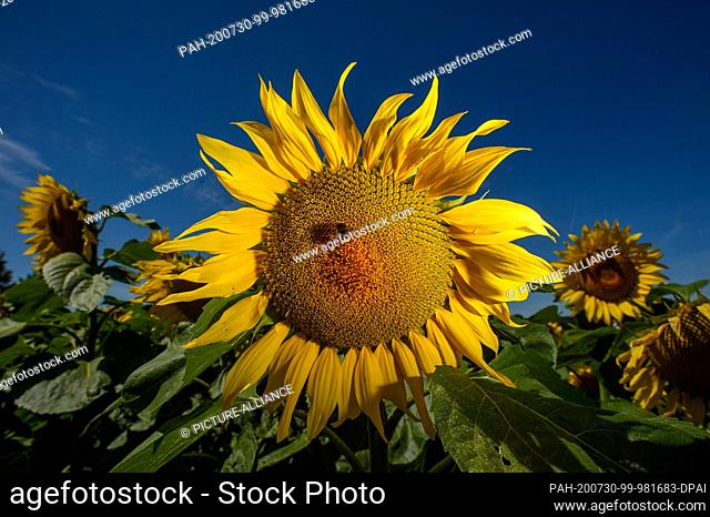30 July 2020, Saxony-Anhalt, Schleibnitz: A bumblebee is sitting on a blooming sunflower. Midsummer has arrived in the country