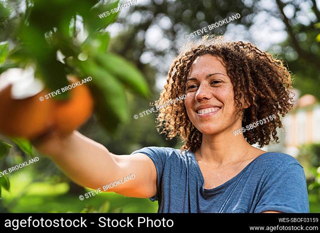 Smiling curly haired woman picking oranges from tree in garden