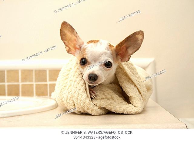 A white chihuahua wrapped in a towel after her bath