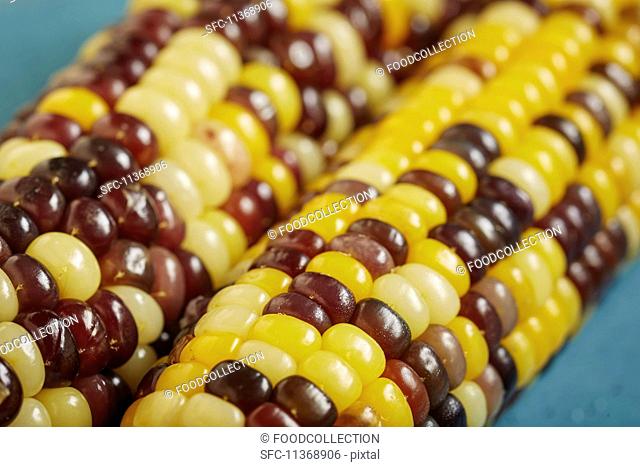 Coloured, cooked corn cobs (Korea)