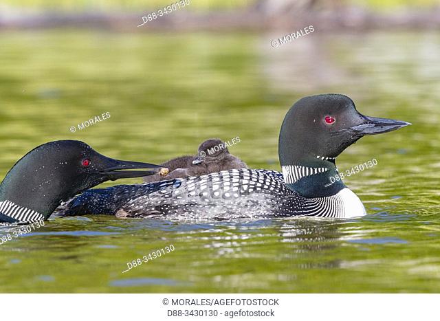United States, Michigan, Common Loon (Gavia immer), on a lake, parents with a baby on the back, feeding with a crayfish