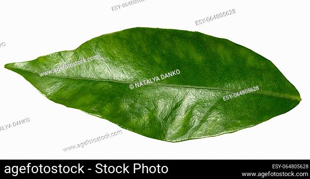 A green clementine leaf on a white isolated background, top view