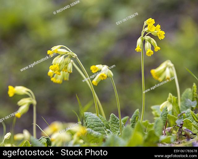 wild spring primrose, Northern Bohemia, Czech Republic