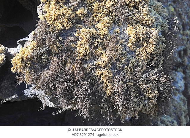 Orchilla (Roccella canariensis) dark lichen (below) and Ramalina canariensis (light color) are two fruticuloses lichens. This photo was taken in Lanzarote...