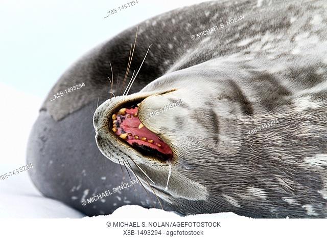 Adult Weddell Seal Leptonychotes weddellii hauled out on ice near the Antarctic Peninsula, Southern Ocean  MORE INFO This is the most southerly breeding seal in...